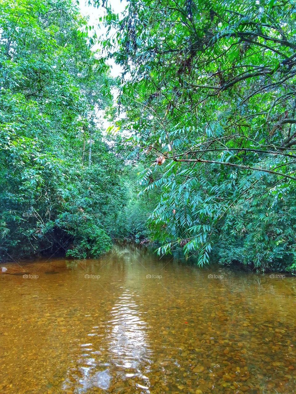 Kanneliya forest