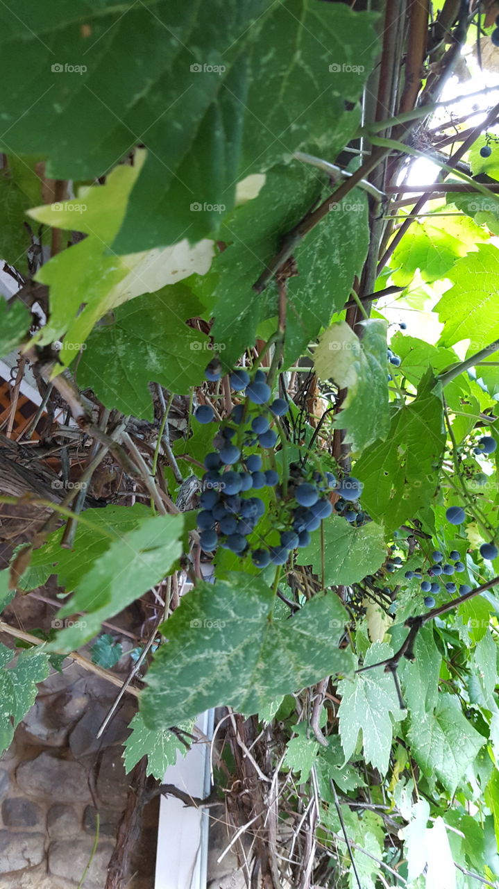 Grapes and wine