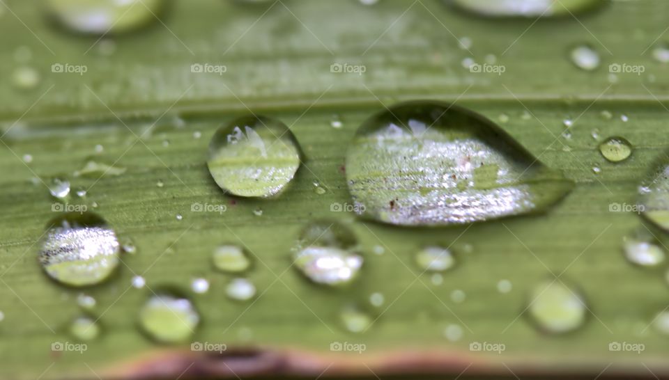 water droplets collect after rain - find me on Instagram under atenakomar
