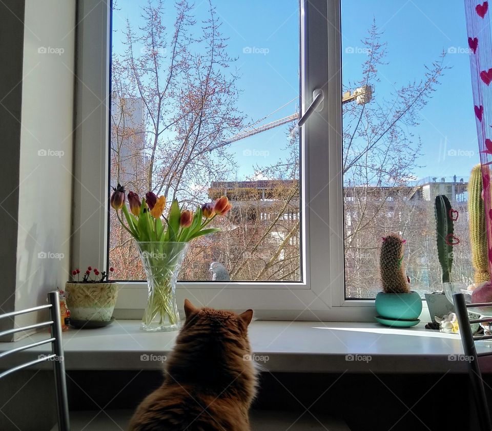 funny cat pet and bird pigeon on a window home spring time