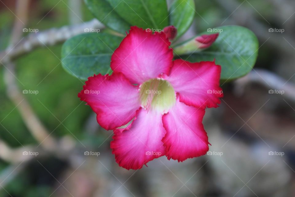 adenium flower close up