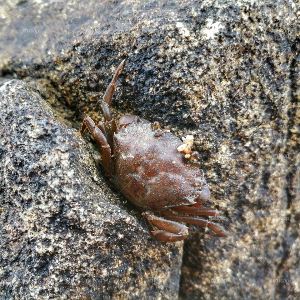 Crab on the rock