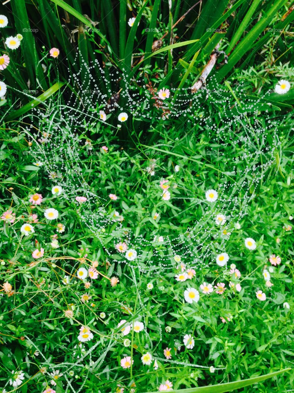 Heart shaped spiders web