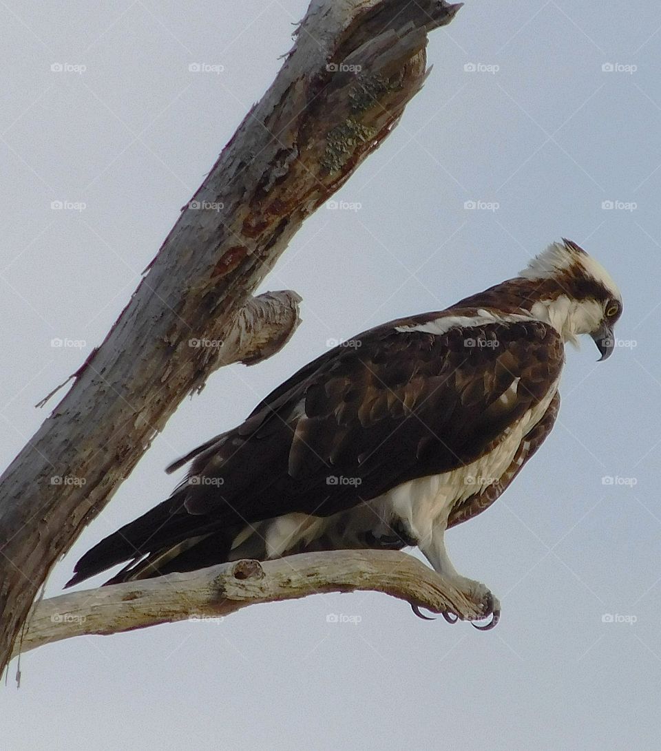 Bird of Prey - Osprey 