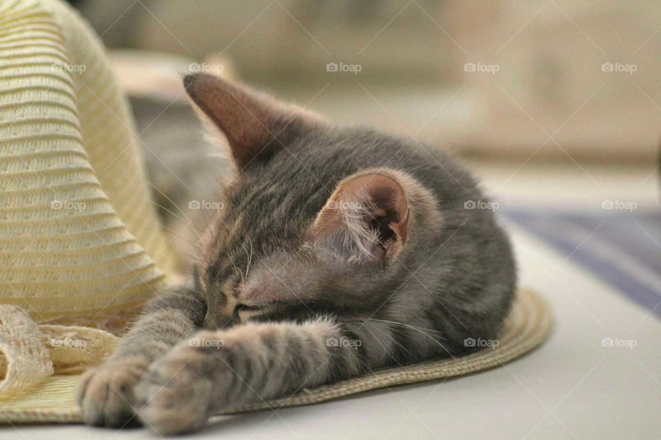 A cat sleeping on the hat