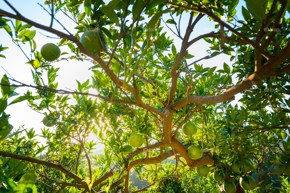 orange tree with the morning sunlight