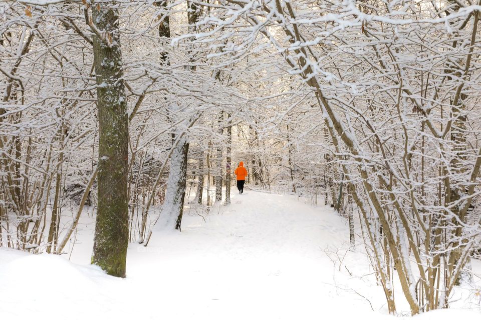 Walking alone in a natural snow covered tree alley in the forest on a cold sunny winter day