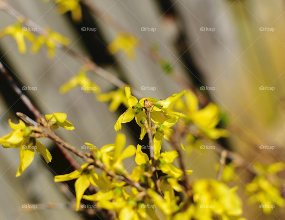 Forsythia in bloom closeup and selective focus with fence blurred in background 