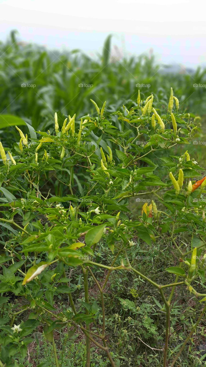 chili plants on the edge of rice fields