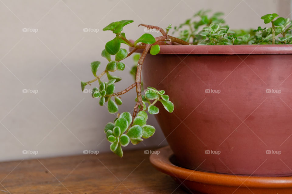 portrait of a plant
