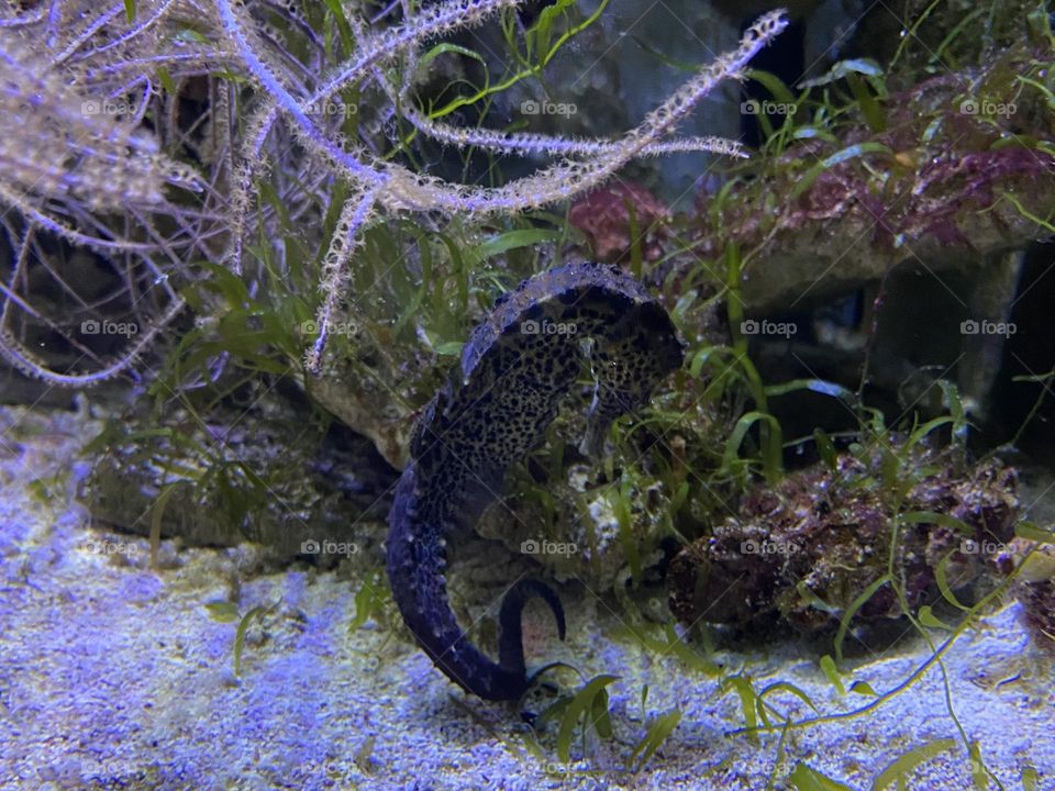 Seahorse 