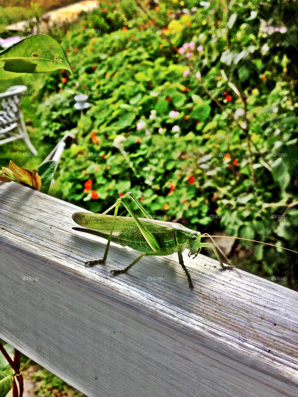 green garden grass summer by piaktw