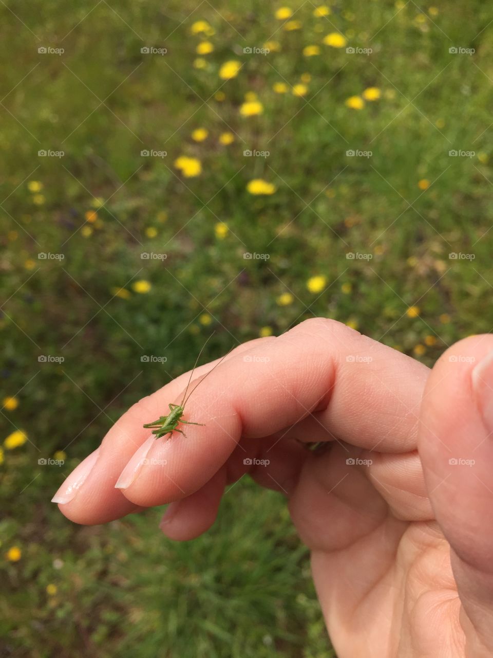 Grasshopper. Strolling in the field with little friends 