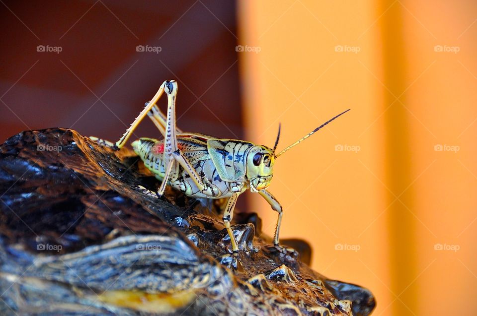 Grasshopper. Picture taken in Everglades, Florida