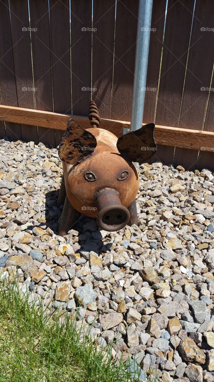 Pig