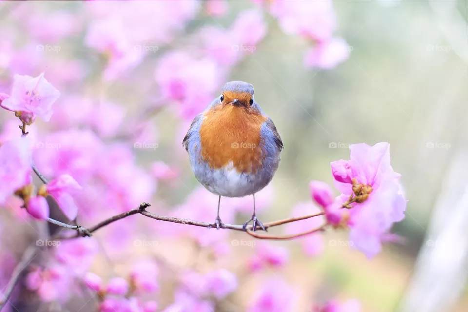 bird click