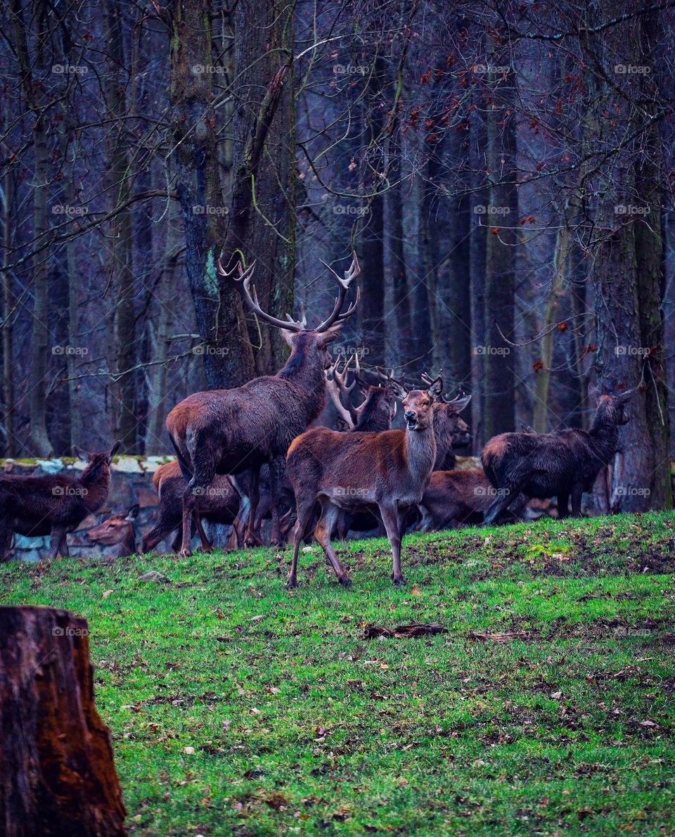 Walk in the deer park