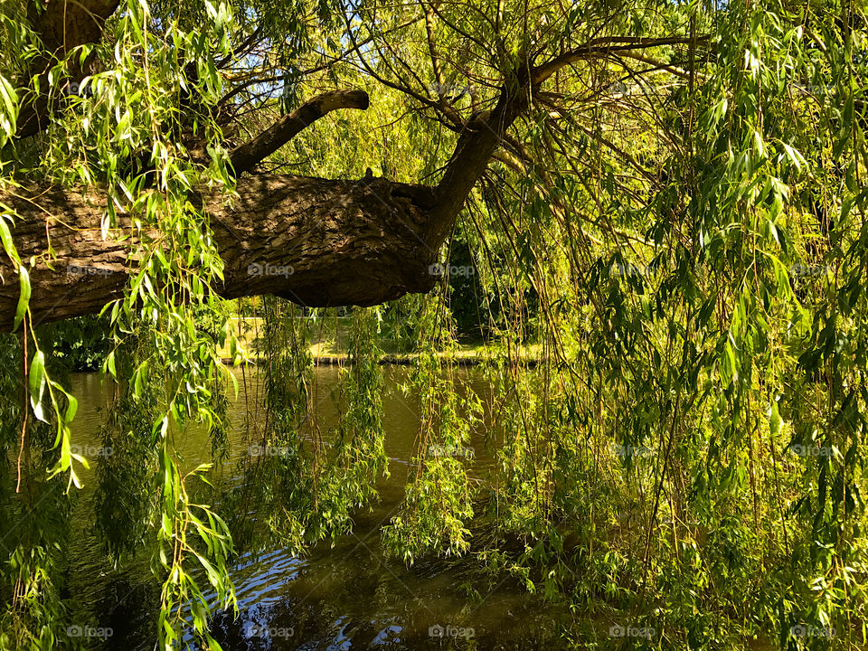 Weeping willow 