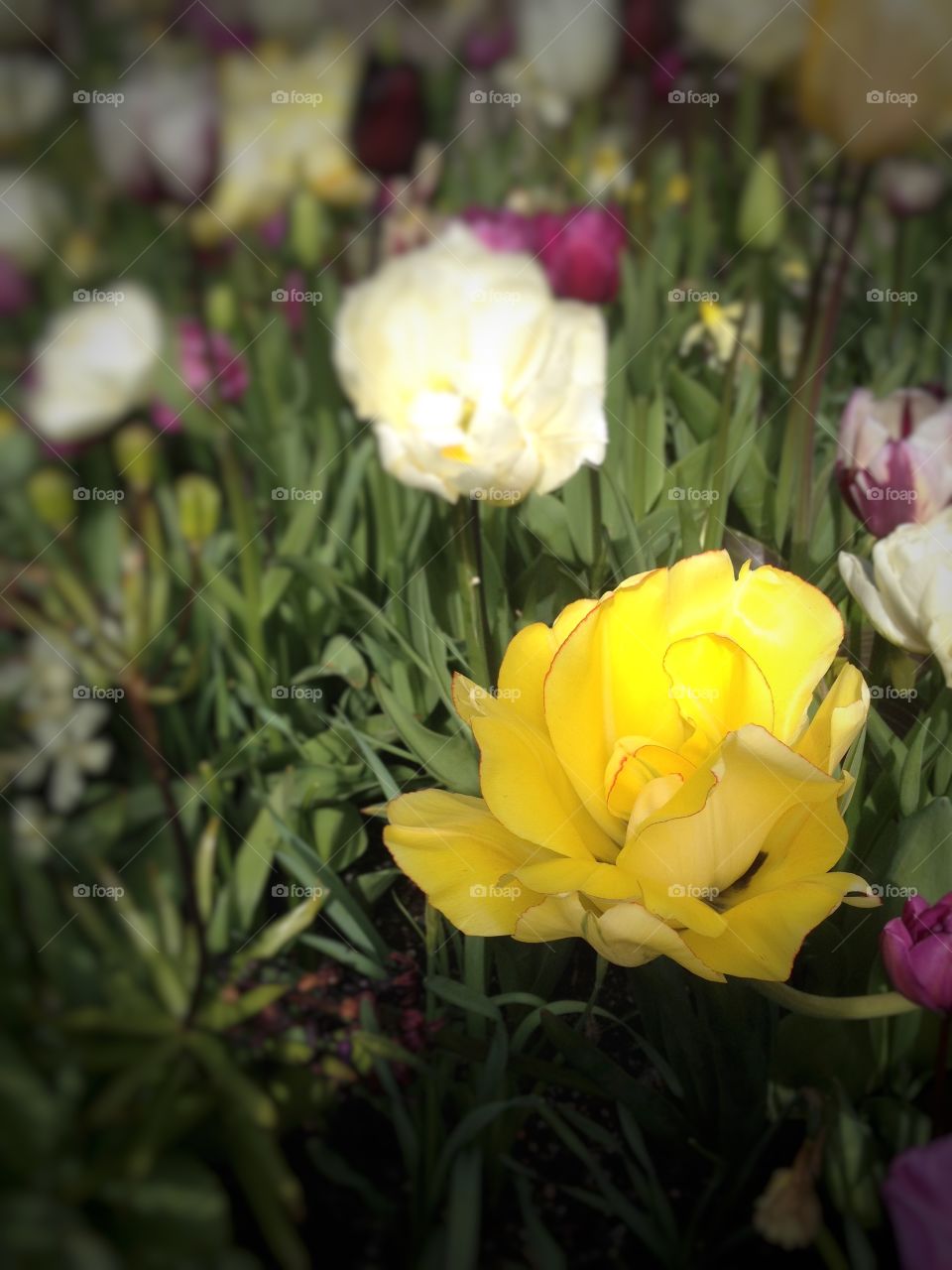 Yellow tulip