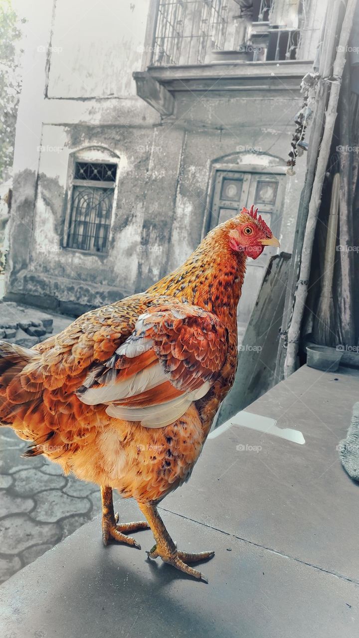 brown chicken