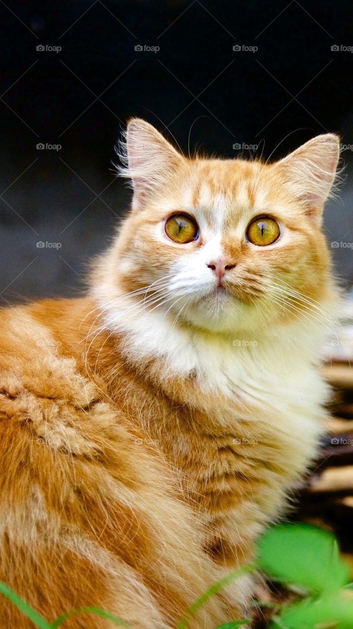 Portrait of tabby cat
