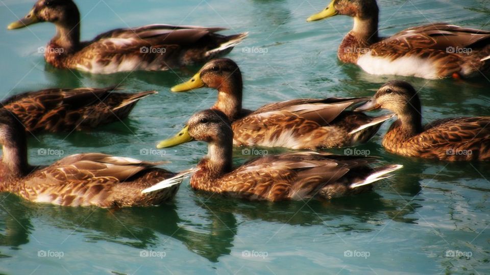 Misty Mallard Ducks