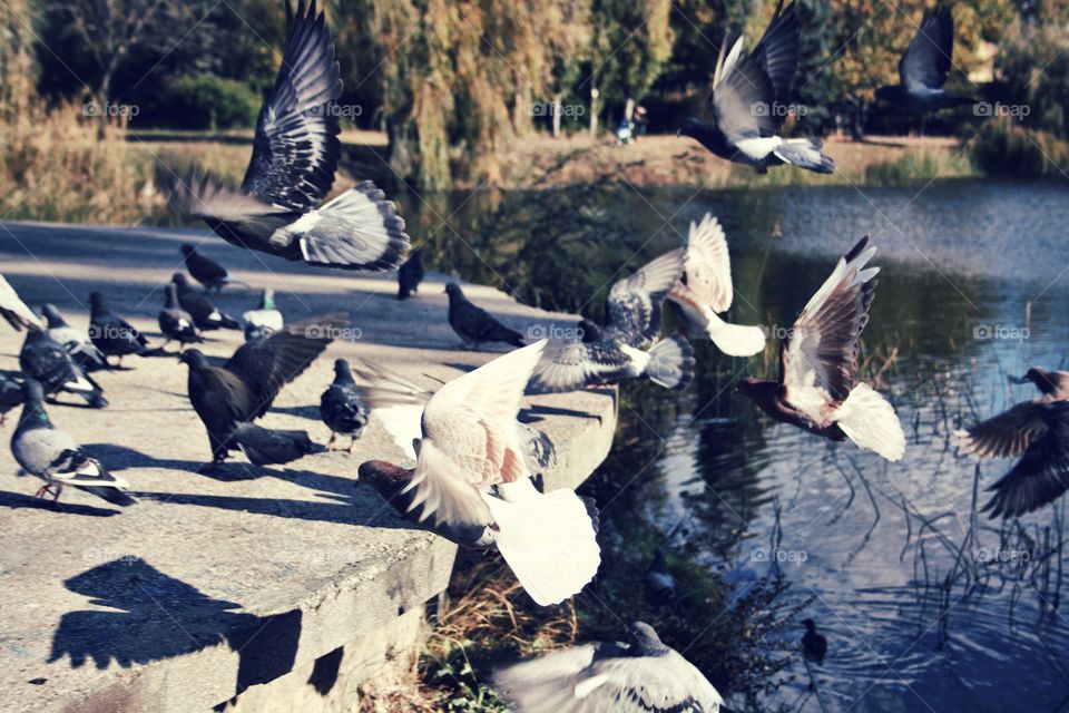 Pigeons in the park (Crimea) 