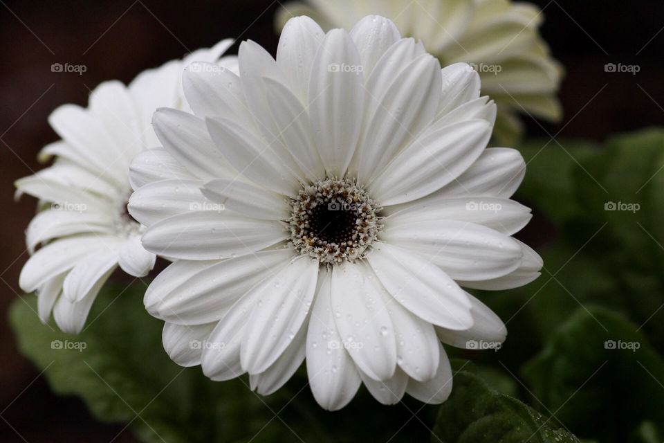 White Daisy Gerbera 