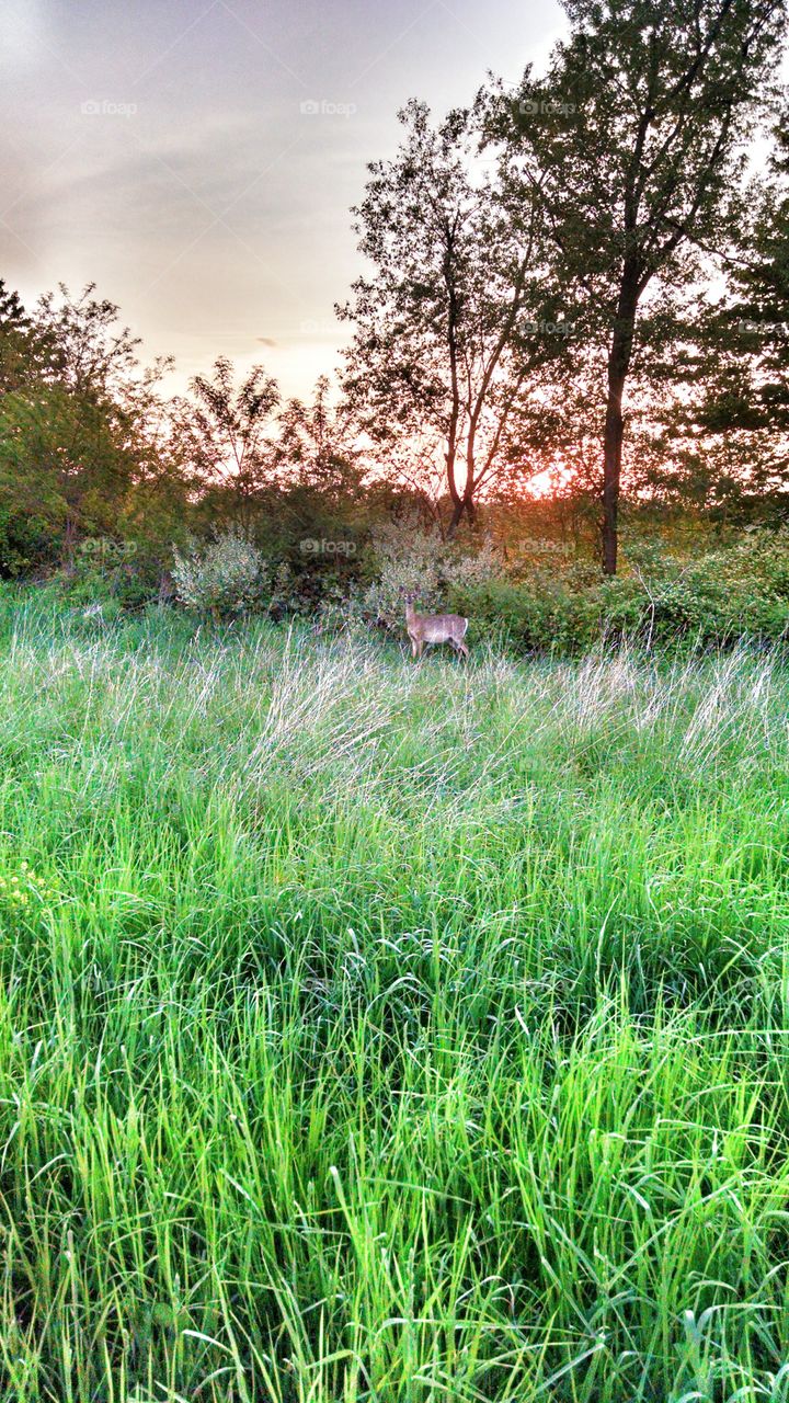 Deer at dusk. Deer on an evening stroll