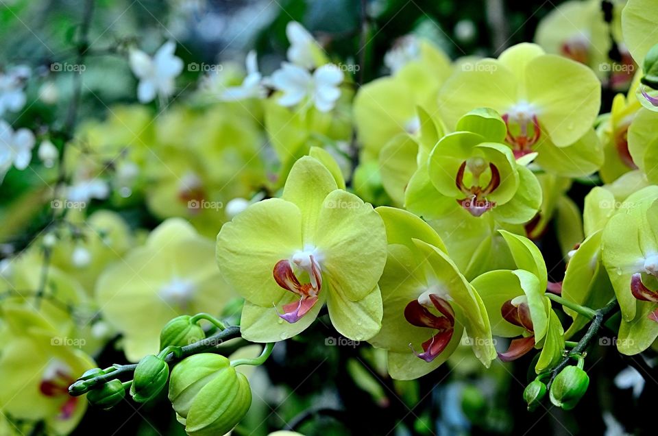 Orchid Flower.