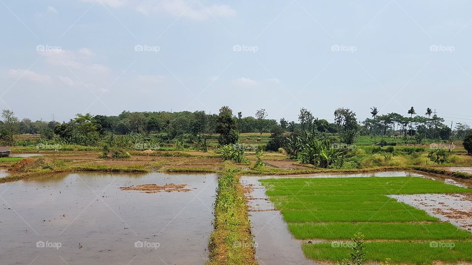 ricefield