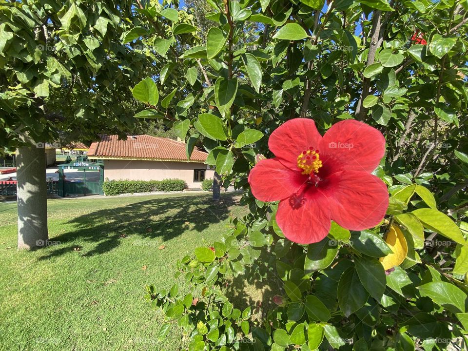 Beautiful red hibiscus flower 