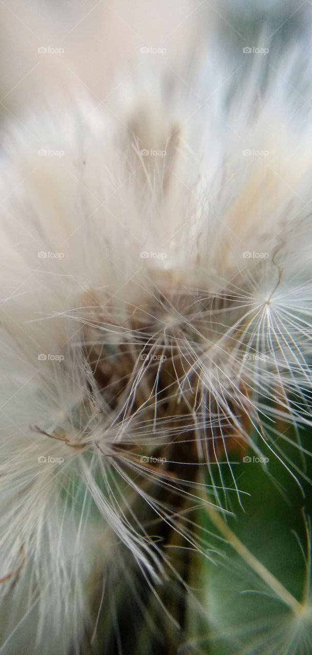 dandelion