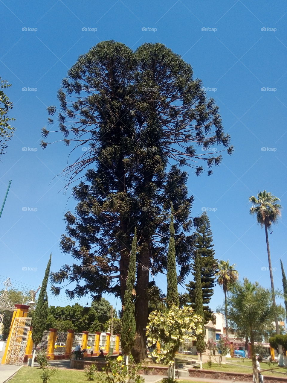 este árbol nomás hay tres en el mundo iguales