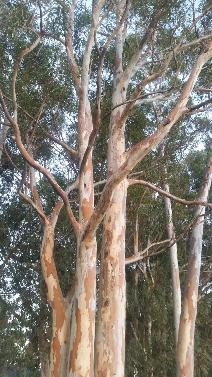 bluegum tree