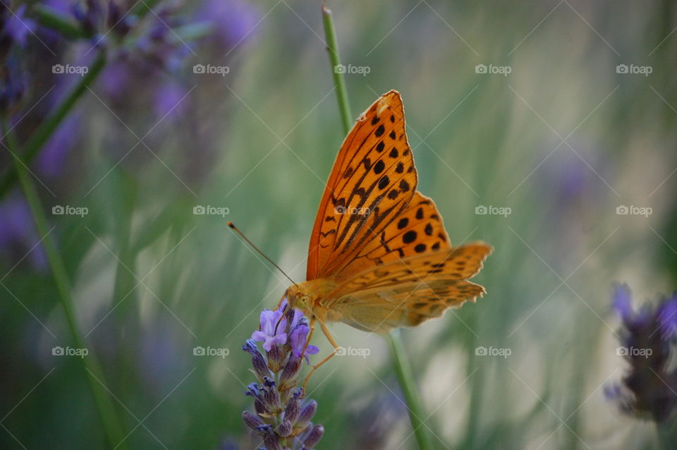 Butterfly on lavender