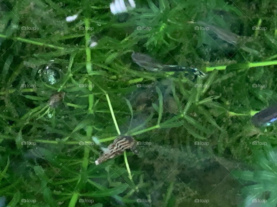 Bright color in the fish tank, Countryside 