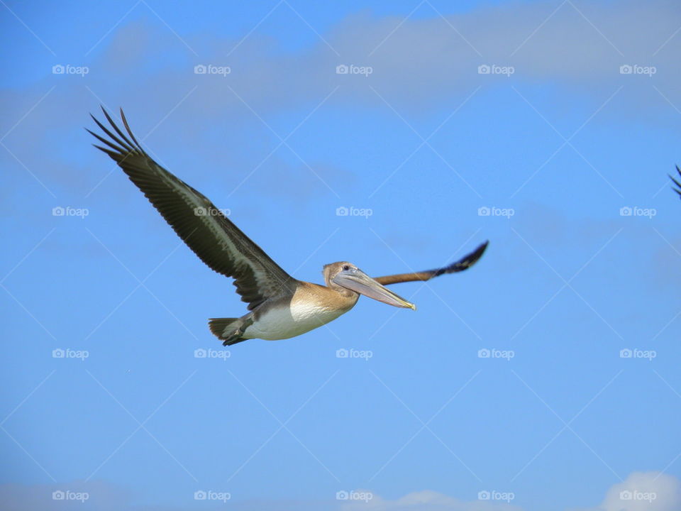 View of pelican flying