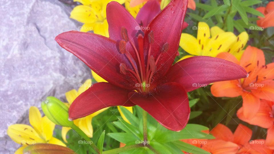 Burgundy Lily