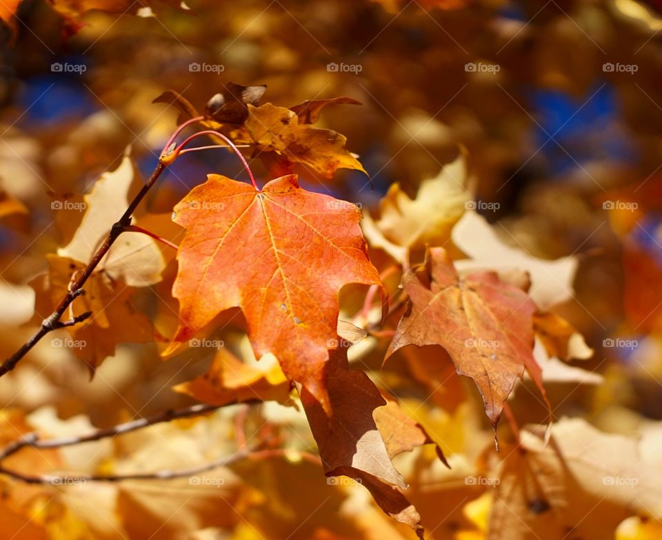 Close-of leaf in autumn