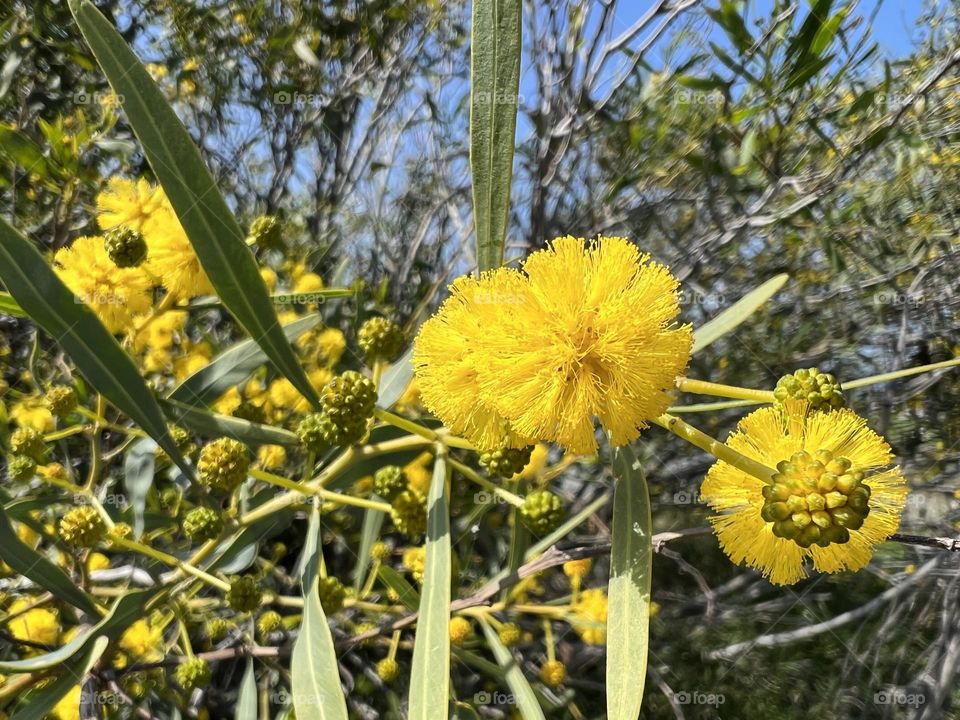 Spring mimosa