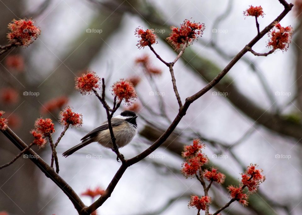 Spring Time Black Capped Chickadee