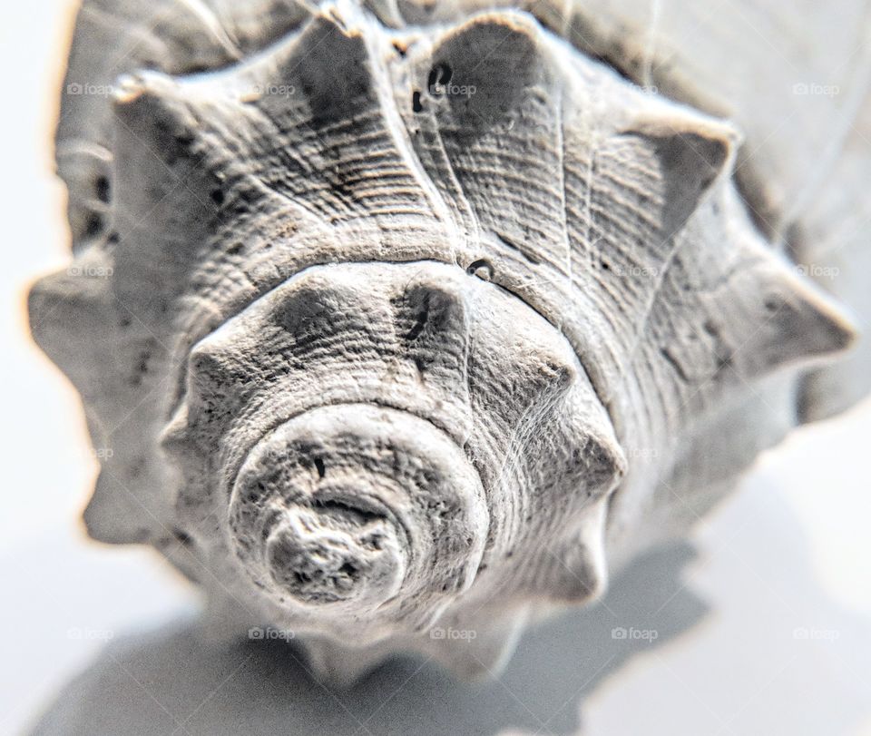 close up shell