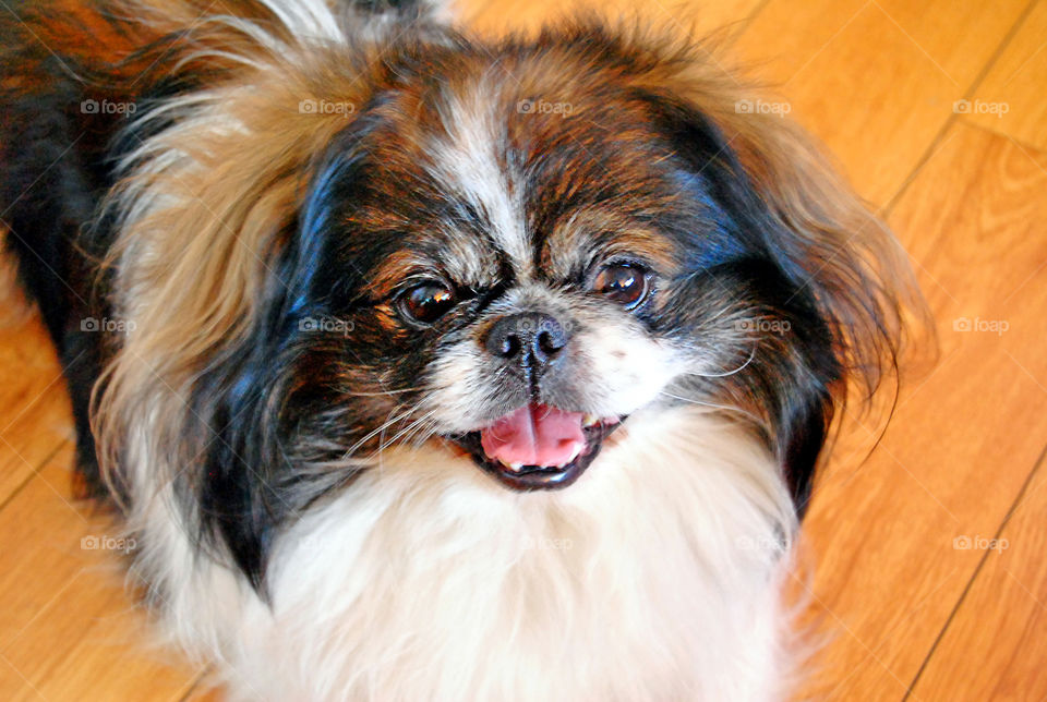 pekingese dog smiling