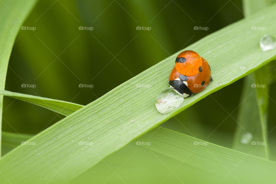 ladybug and rain drops.  funny spring nature concept