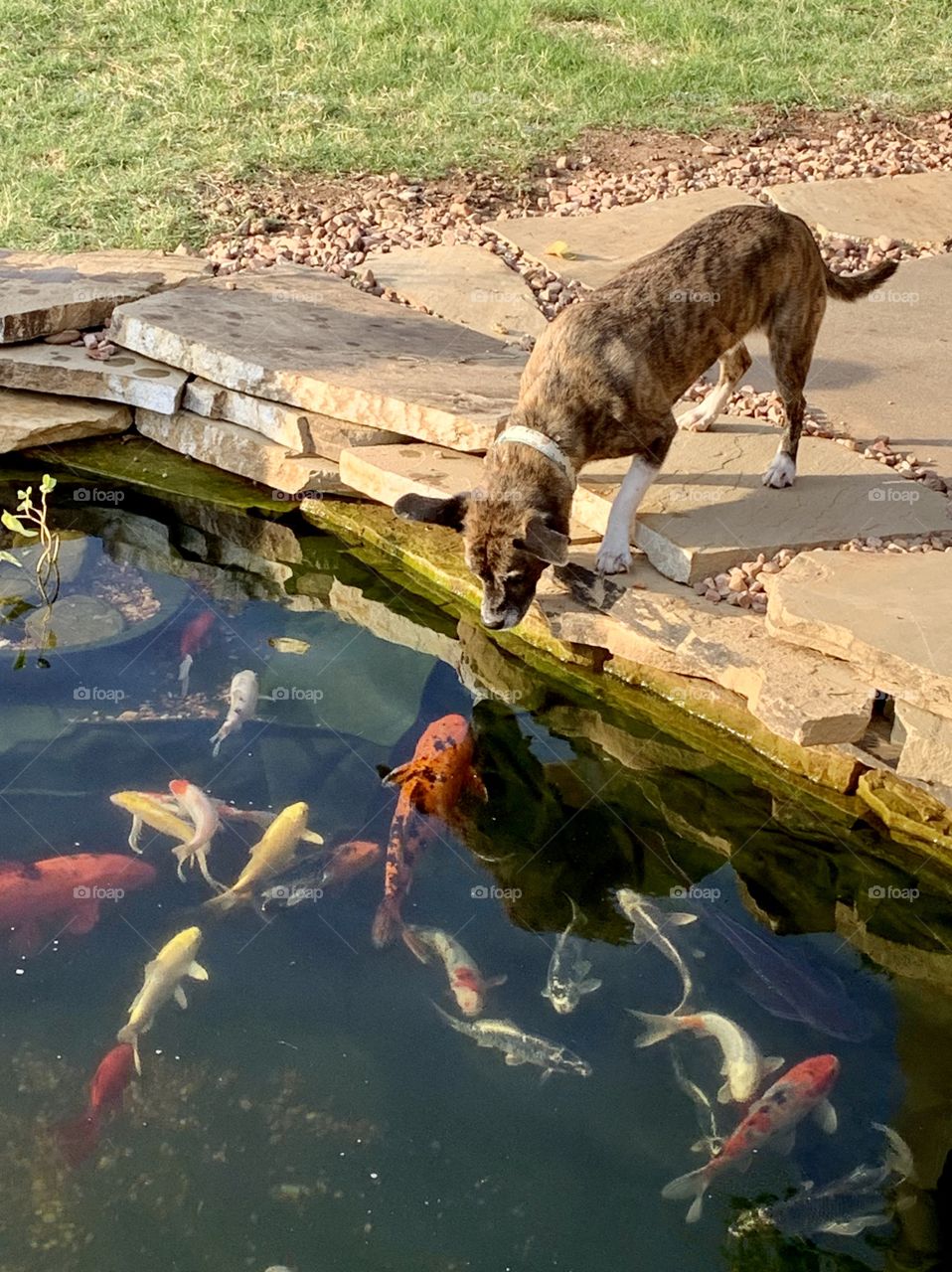 Fish & Dog Make Friends