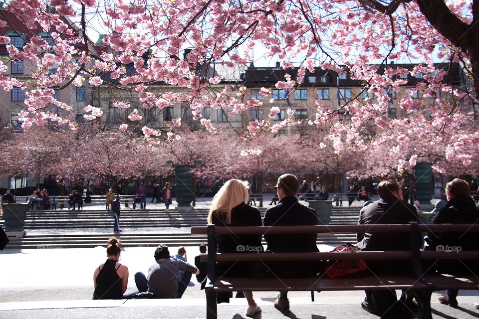 springtime in the Royal Garden, Stockholm, Sweden