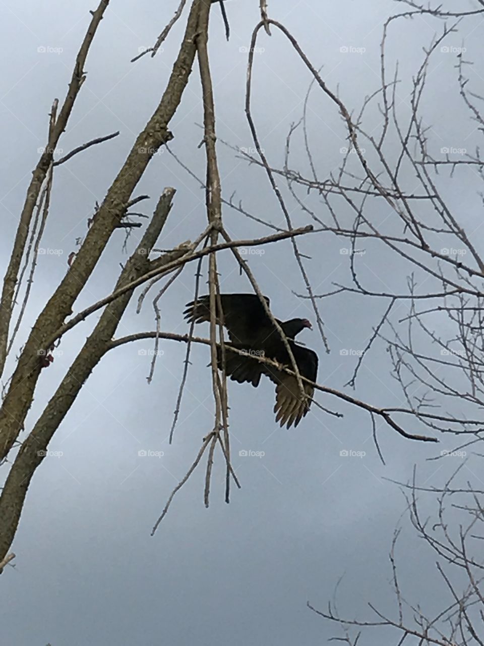 Creepy turkey vulture perched up in a dead tree
