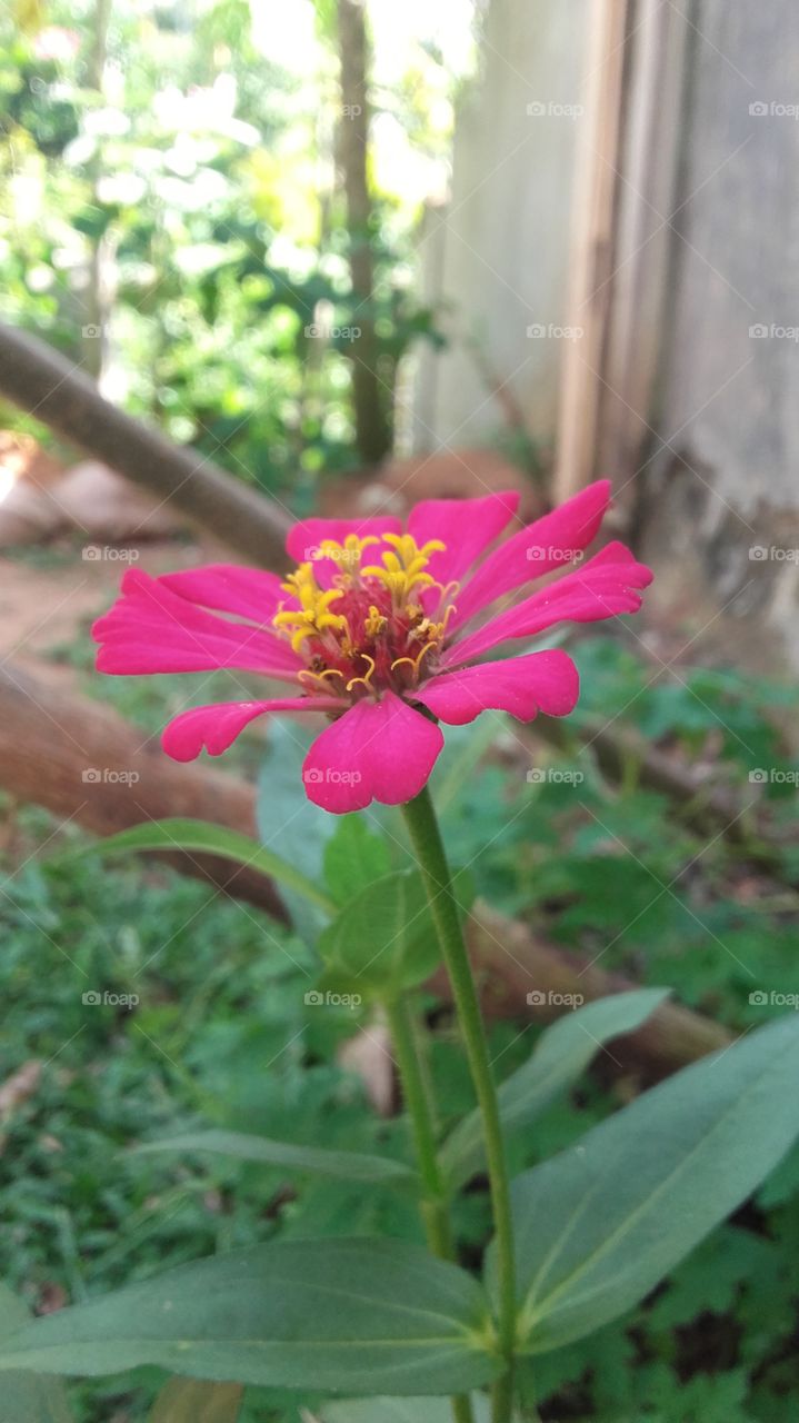 home garden pink and yellow flower