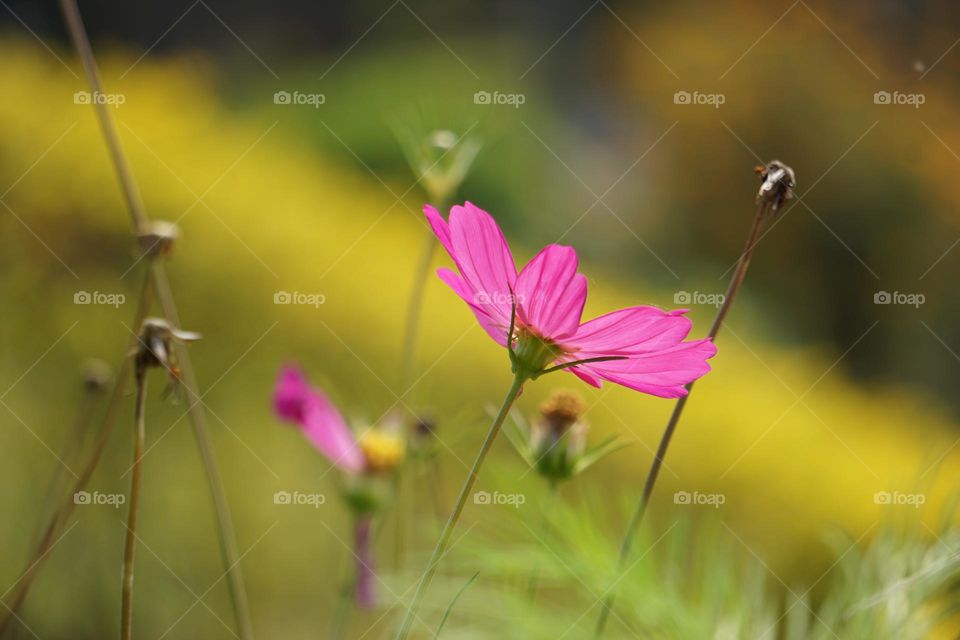 Garden Cosmos flower